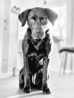 Portrait eines Labradors