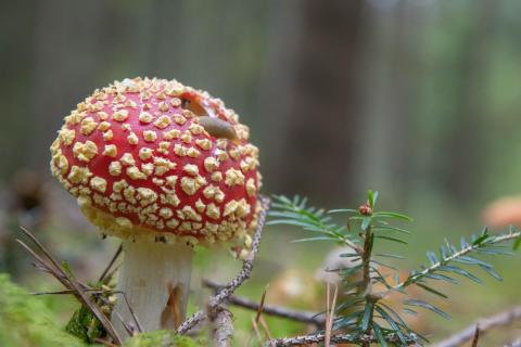 Fliegenpilz mit Schnecke