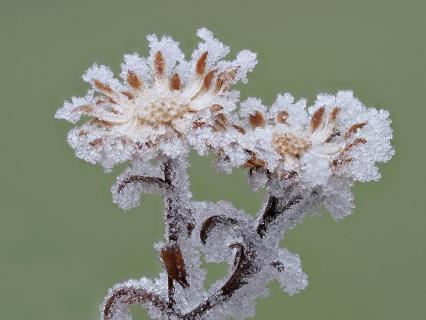 Herbstaster im Frostmantel