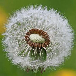 Einblick in die Pusteblume