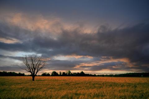 Am Feld