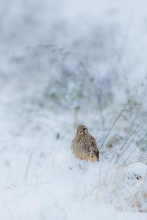 Turmfalke im ersten Schnee des Jahres