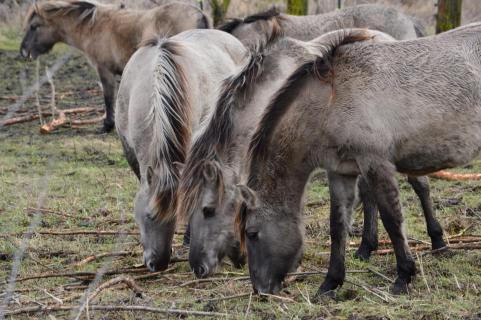 Konik Pferde