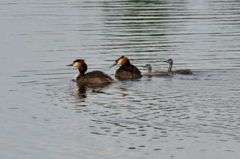 Haubentaucher Familie