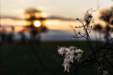 Dezemberblüte