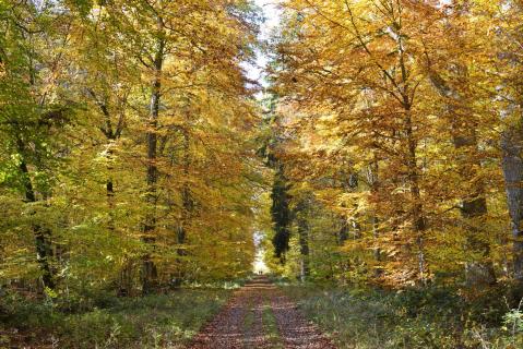 goldener Herbstwald