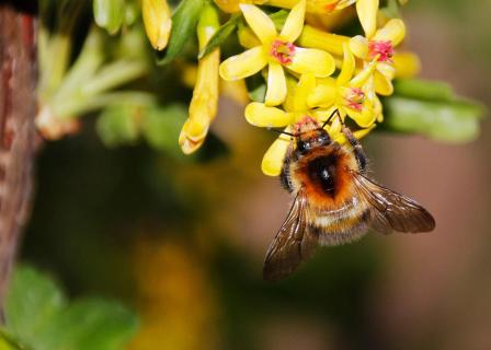 Hummel bei der Arbeit 