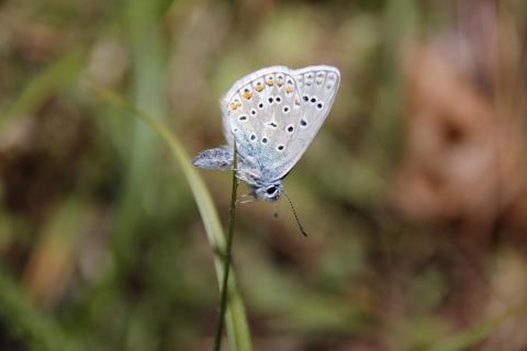 Besonderer Schmetterling 