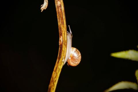 Schnecke auf Abwegen