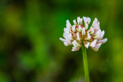 Gartenblume