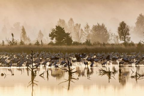 Morgendunst im Moor