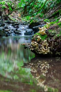 Morgenbach im Sommer