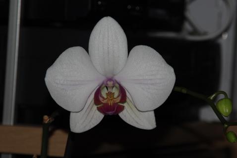 Orchidee_igp6792