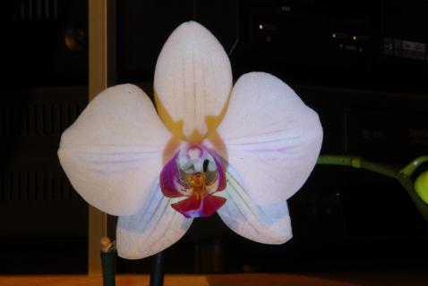 Orchidee_igp6801