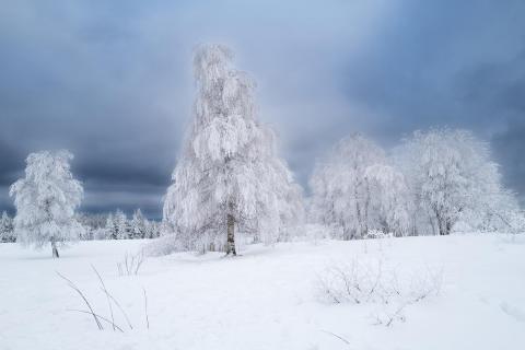 Wintertraum