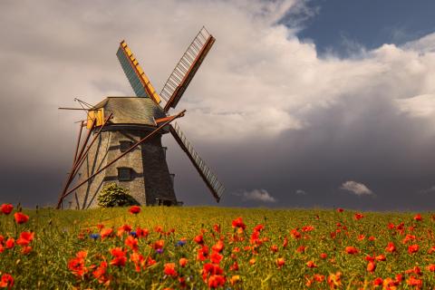 Mohnblumenfelder Uckermark