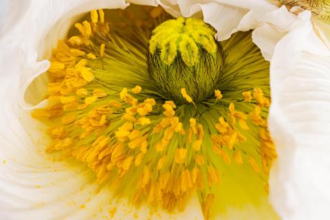 Islandmohn