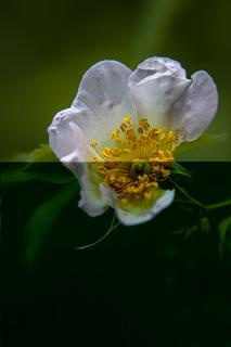 Wildrose 
