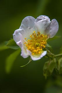 Wildrose 