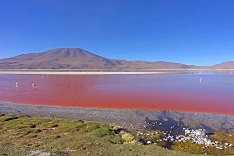 Laguna Colorada in der Atacama-Wüste