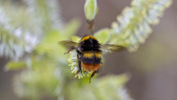 Wiesenhummel (Bombus pratorum)