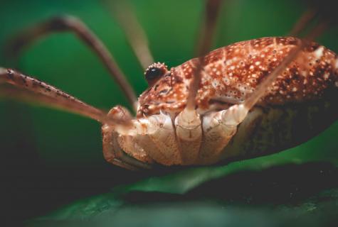 Weberknecht (Opiliones)