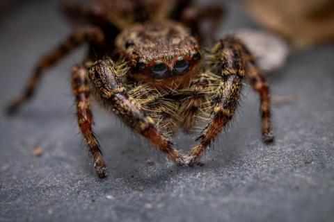 Springspinne (Salticidae)