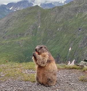 Murmeltier