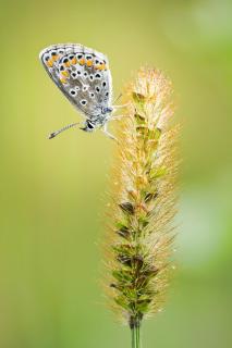 Kleiner Sonnenröschen-Bläuling in der Wildblumenwiese