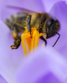 Honigbiene begrüßt den Frühling