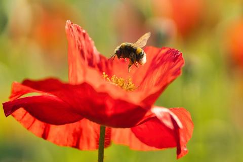 Hummel im Glück