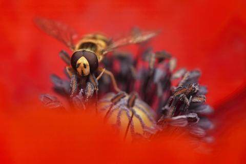  Große Sumpfschwebfliege auf Mohnblume