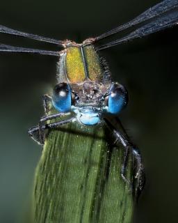 Libelle