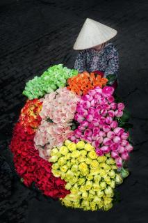 Hanoi Roses