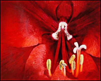 Amaryllis intim