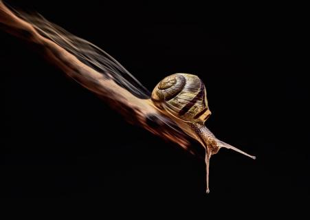 Run ´n´ jump snail