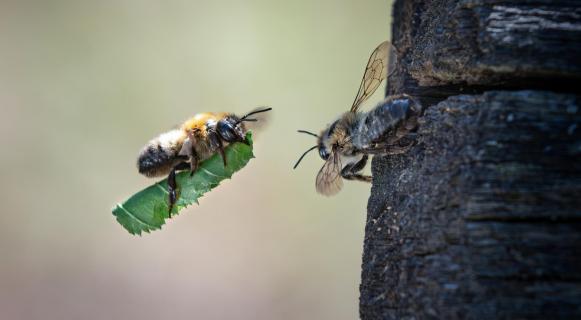 Blattschneidebiene im Anflug wb