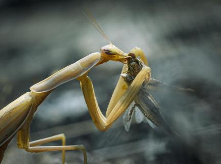 Schmackhafte Beute der Mantis religiosa wb