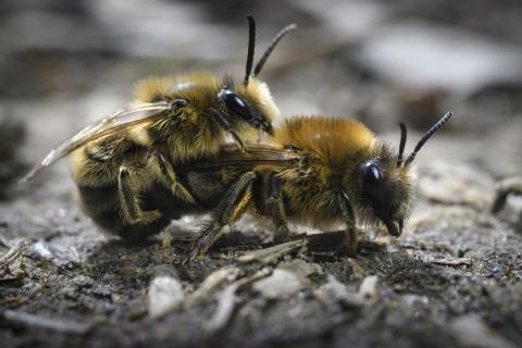 Drohnenglück für die Erdbienenkönigin wb