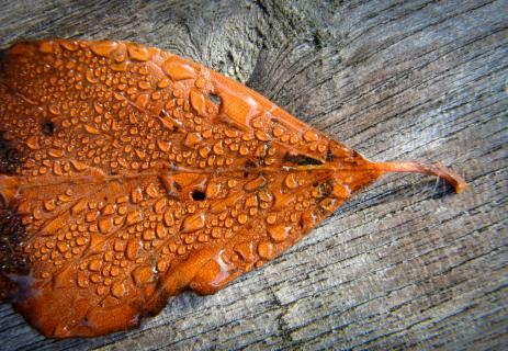 Herbstblatt mit Tautropfen wb