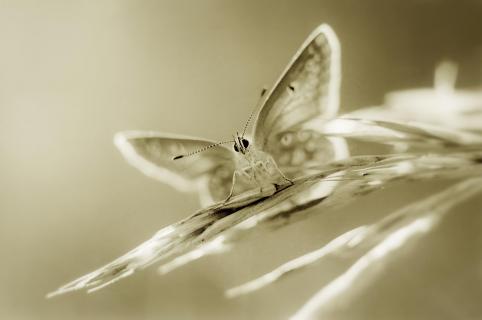 Schmetterling im Gegenlicht wb
