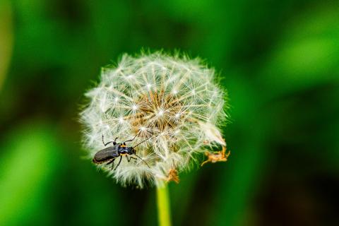 Dandelion3