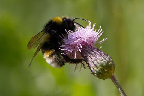 Hummel auf der Wildwiese
