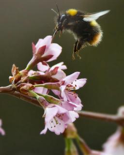 Bienen