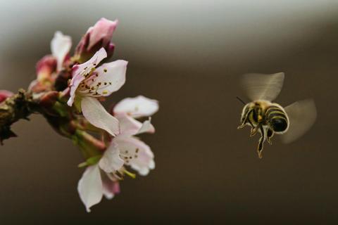 Biene im Flug