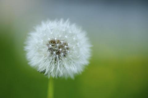 Pusteblume