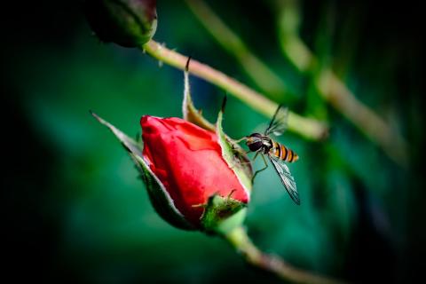 Flugtier auf Rose