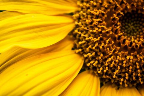 Gelbe Blume 1