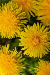 Gelbe Blume(n) 2