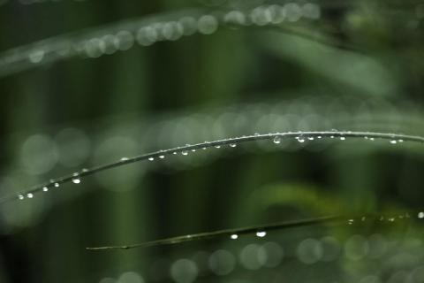 Nach dem Regen verzaubert 
